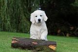 GOLDEN RETRIEVER 197